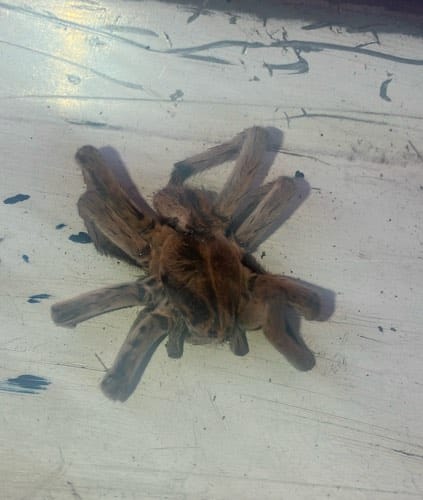 Tarántula de Arizona